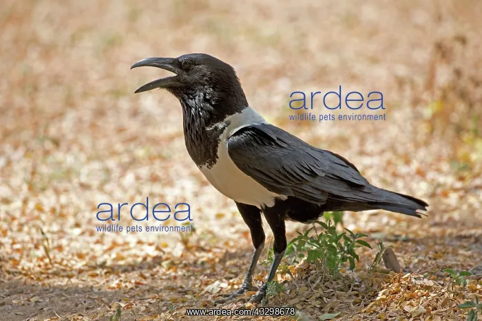 : 80186884 Pied crow Tsavo East National Park, Kenya : 80186884 Pied crow Tsavo East National Park, Kenya