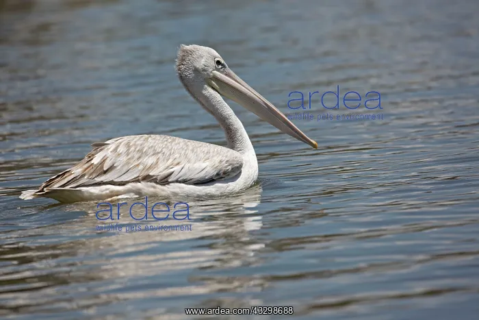 : 80186885 Pink pelican swimming Lake Naivasha, Kenya : 80186885 Pink pelican swimming Lake Naivasha, Kenya