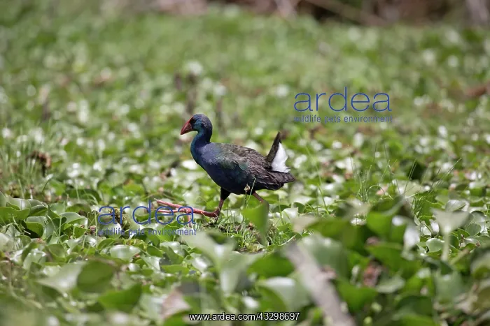 : 80186886 Purple gallinule Lake Naivasha, Kenya Porphyrio : 80186886 Purple gallinule Lake Naivasha, Kenya Porphyrio