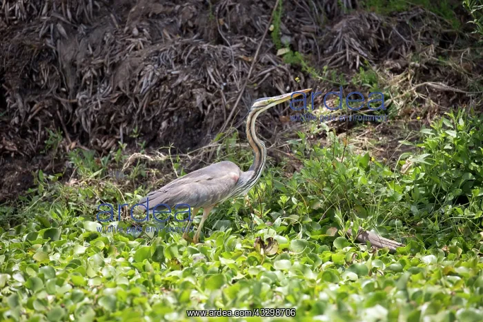  : 80186887 Purple Heron Elsamere Lake Naivasha, Kenya