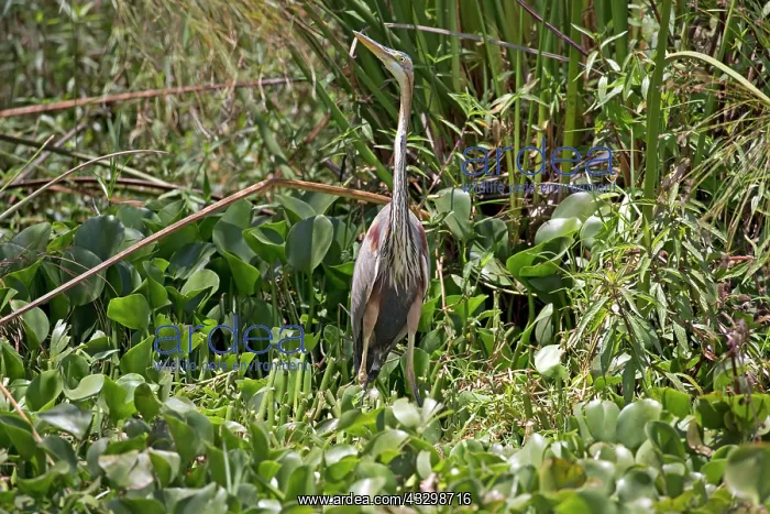 : 80186888 Purple Heron Elsamere Lake Naivasha, Kenya : 80186888 Purple Heron Elsamere Lake Naivasha, Kenya