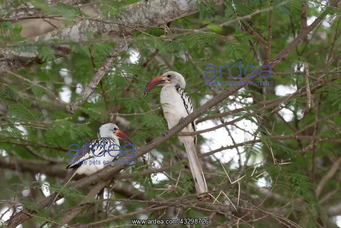: 80186889 Two Red-billed hornbills Tsavo East National : 80186889 Two Red-billed hornbills Tsavo East National