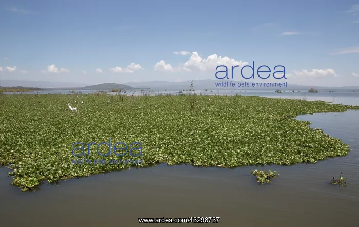 : 80186890 Water hyacinth was introduced into Lake : 80186890 Water hyacinth was introduced into Lake