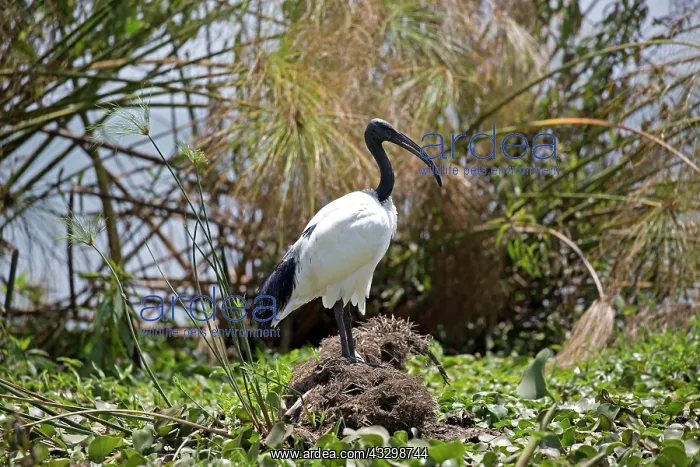 : 80186891 Sacred ibis Lake Naivasha, Kenya Threskironis : 80186891 Sacred ibis Lake Naivasha, Kenya Threskironis