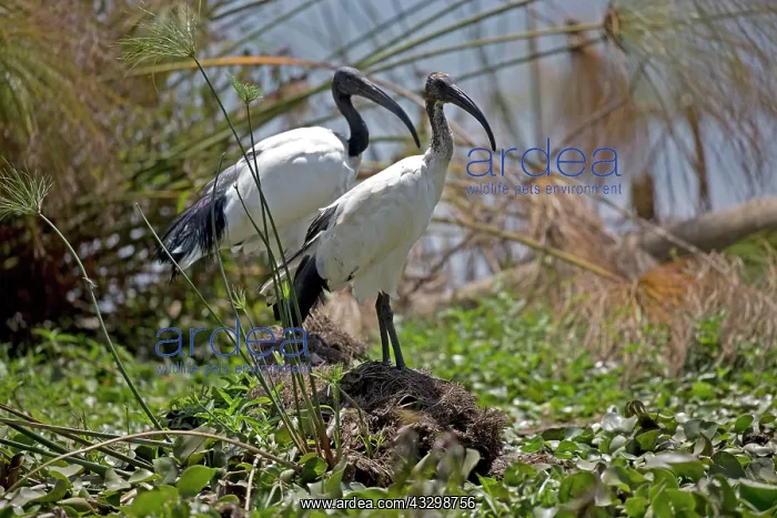 : 80186892 Sacred ibis Lake Naivasha, Kenya Threskironis : 80186892 Sacred ibis Lake Naivasha, Kenya Threskironis