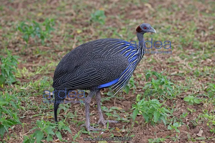 : 80186894 Vulterine gunieafowl Tsavo East National : 80186894 Vulterine gunieafowl Tsavo East National