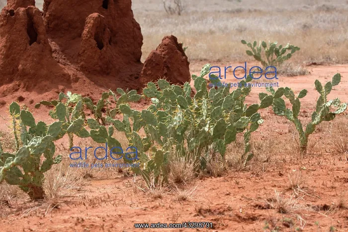 : 80186896 Prickly pear an alien invader near termite : 80186896 Prickly pear an alien invader near termite