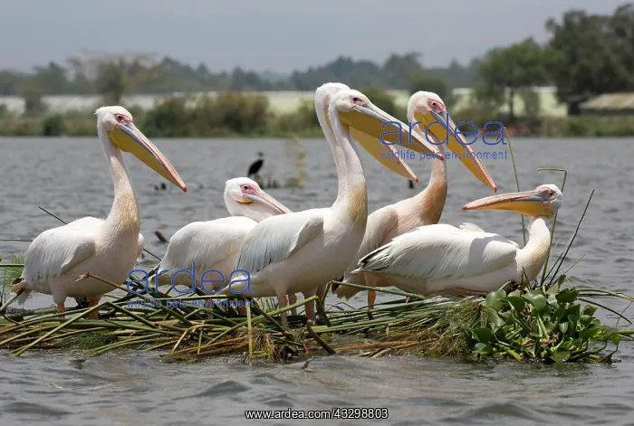 : 80186897 White pelican Lake Naivasha, Kenya Pelecanus : 80186897 White pelican Lake Naivasha, Kenya Pelecanus