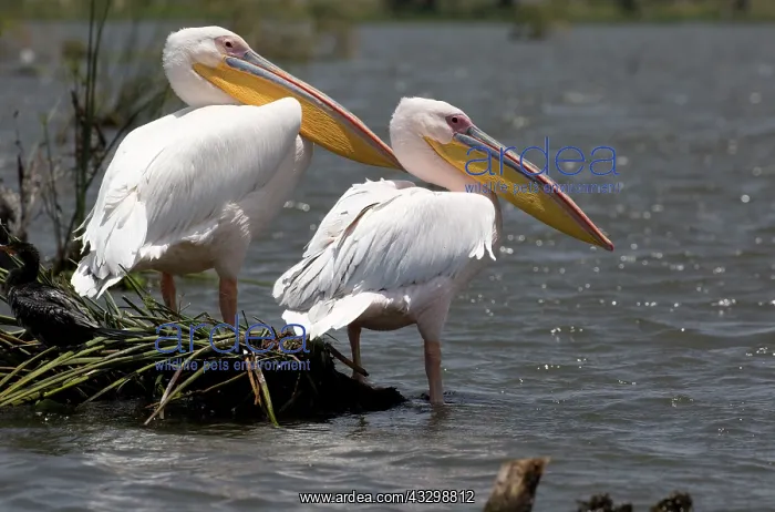 : 80186898 White pelican Lake Naivasha, Kenya Pelecanus : 80186898 White pelican Lake Naivasha, Kenya Pelecanus