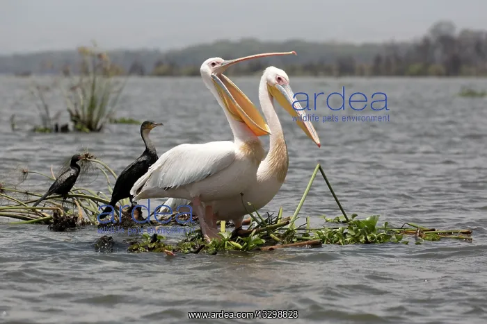 : 80186900 White Pelican Lake Naivasha, Kenya Pelecanus : 80186900 White Pelican Lake Naivasha, Kenya Pelecanus