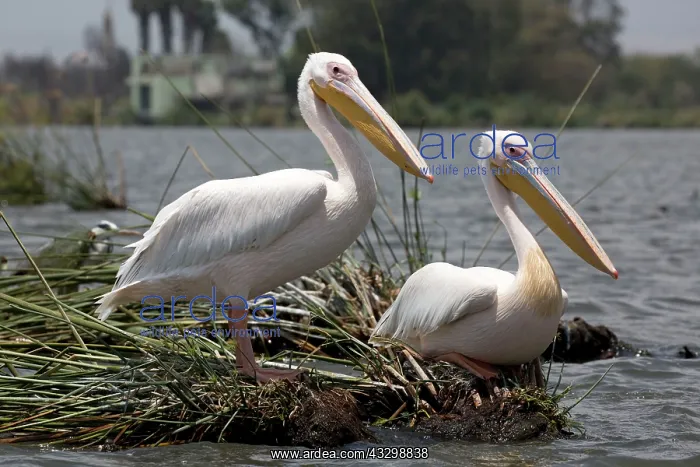 : 80186901 White Pelican Lake Naivasha, Kenya Pelecanus : 80186901 White Pelican Lake Naivasha, Kenya Pelecanus