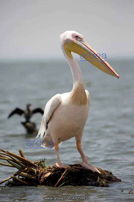 : 80186903 White Pelican Lake Naivasha, Kenya Pelecanus : 80186903 White Pelican Lake Naivasha, Kenya Pelecanus