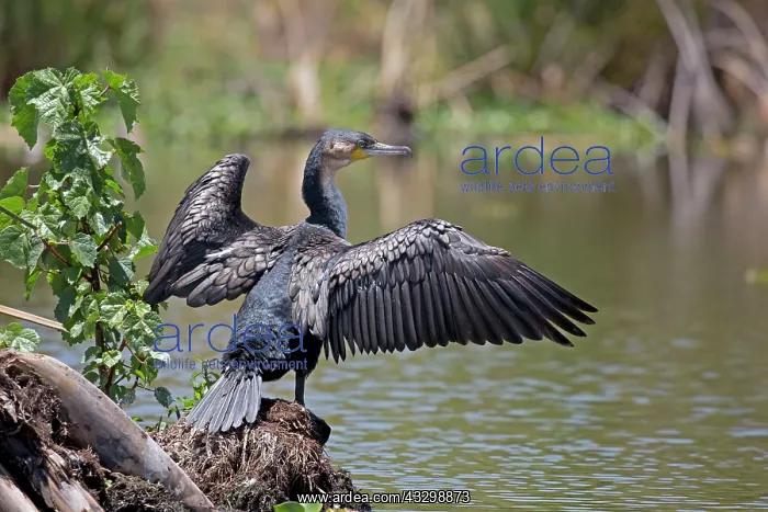: 80186905 White-necked Cormorant Lake Naivasha, Kenya : 80186905 White-necked Cormorant Lake Naivasha, Kenya