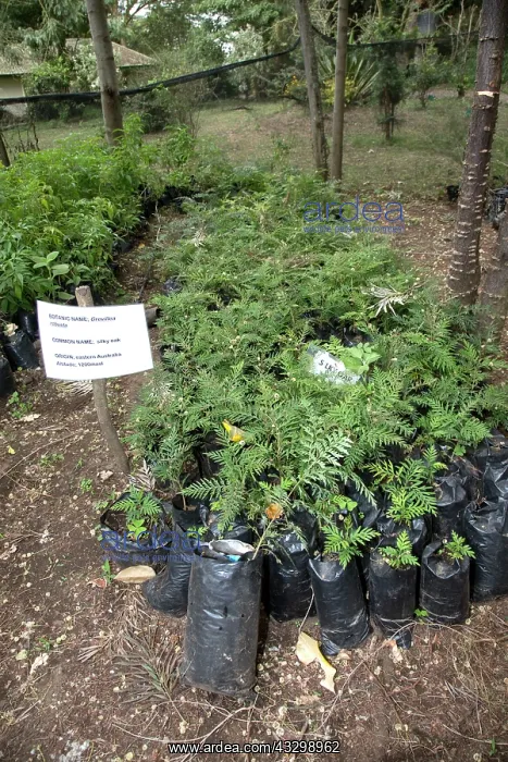 : 80186914 Young Silky oak seedlings in pots tree : 80186914 Young Silky oak seedlings in pots tree