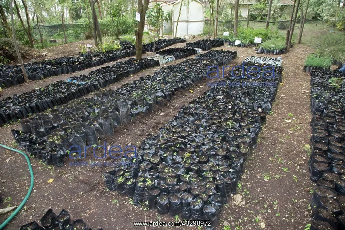 : 80186915 Young seedlings in pots tree nursery Lake : 80186915 Young seedlings in pots tree nursery Lake