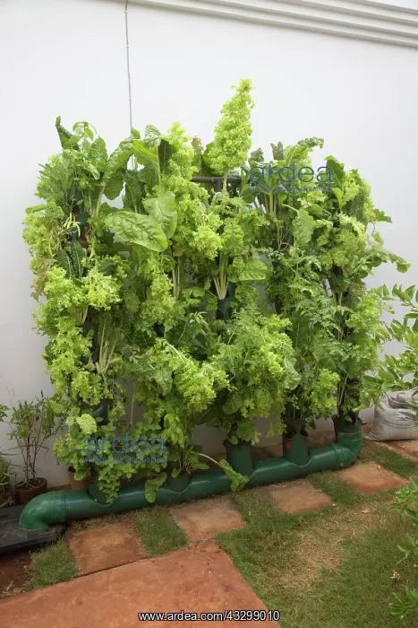 : 80186919 Vertical vegetable gardening using home : 80186919 Vertical vegetable gardening using home