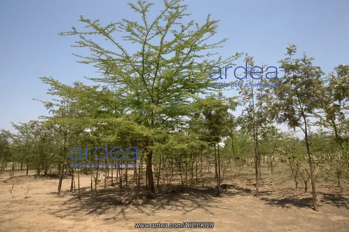 : 80186921 Trees planted to make woodland area in : 80186921 Trees planted to make woodland area in