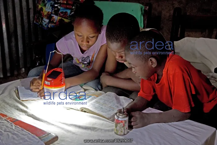 : 80186927 African children studying school book with : 80186927 African children studying school book with