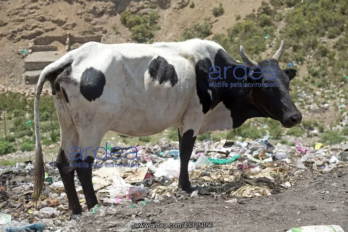 : 80186929 Cow scavenging on open rubbish dump Kamere : 80186929 Cow scavenging on open rubbish dump Kamere