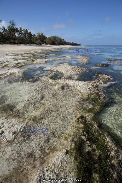 : 80186934 Reef with rock pools at low tide off Mombasa : 80186934 Reef with rock pools at low tide off Mombasa