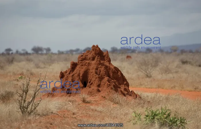 : 80186948 Termite hill Tsavo East National Park : 80186948 Termite hill Tsavo East National Park