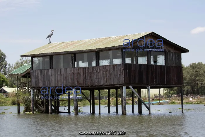 : 80186949 Observation hut bird hide on stilts Lake : 80186949 Observation hut bird hide on stilts Lake