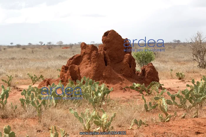 : 80186950 Prickly pear an alien invader near termite : 80186950 Prickly pear an alien invader near termite