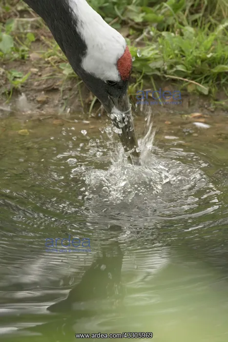 : 80186988 Red-crowned Crane / Japanese Crane / Manchurian : 80186988 Red-crowned Crane / Japanese Crane / Manchurian