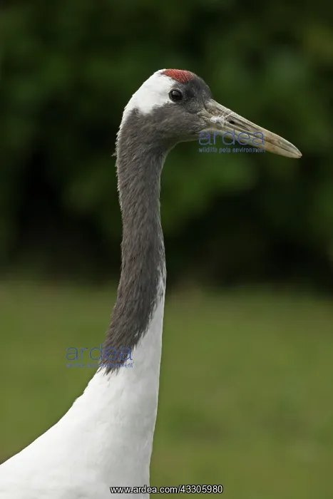: 80186989 Red-crowned Crane / Japanese Crane / Manchurian : 80186989 Red-crowned Crane / Japanese Crane / Manchurian