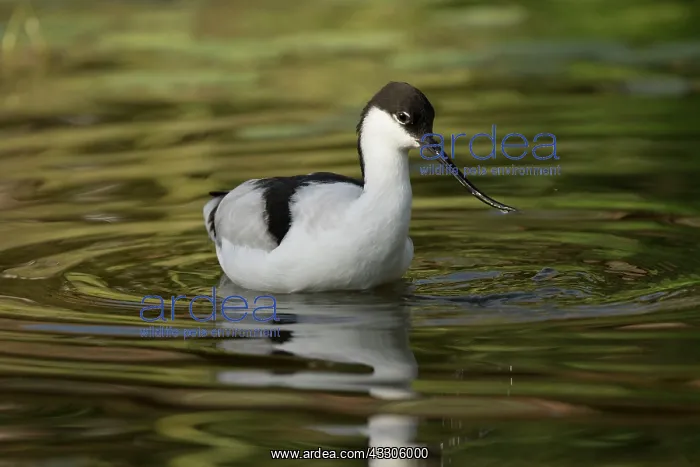 : 80186991 Avocet - captive UK Recurvirostra avosetta : 80186991 Avocet - captive UK Recurvirostra avosetta