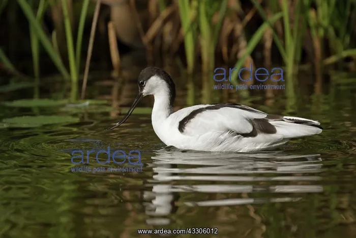 : 80186992 Avocet - captive UK Recurvirostra avosetta : 80186992 Avocet - captive UK Recurvirostra avosetta