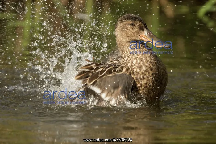 : 80186993 Northern Shoveler / Northern Shoveller : 80186993 Northern Shoveler / Northern Shoveller