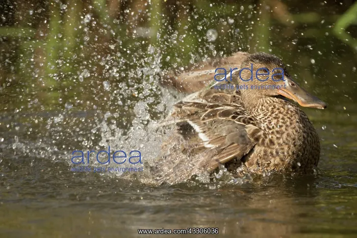 : 80186994 Northern Shoveler / Northern Shoveller : 80186994 Northern Shoveler / Northern Shoveller