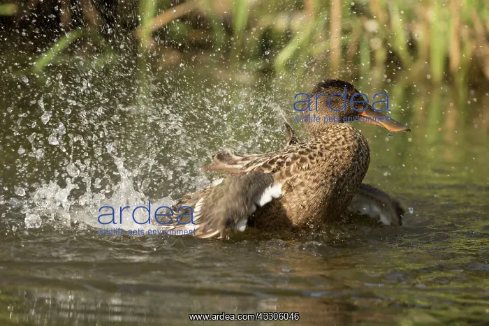 : 80186995 Northern Shoveler / Northern Shoveller : 80186995 Northern Shoveler / Northern Shoveller
