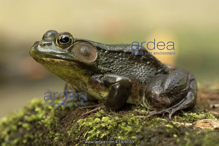  : 80186997 Green frog New York State, USA Lithobates
