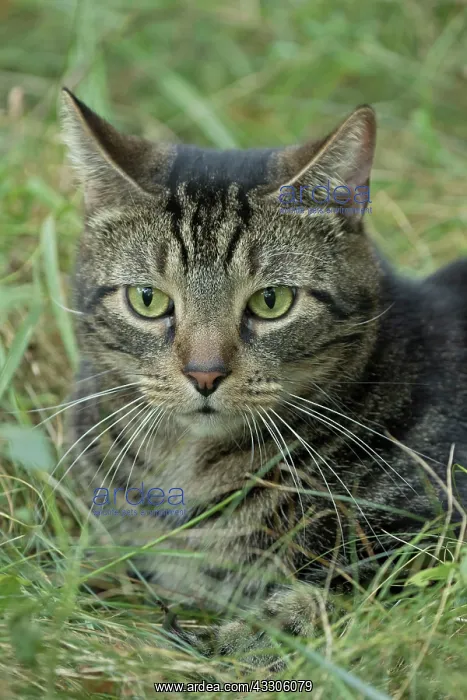 : 80186998 Tabby Cat - once feral cat made into pet : 80186998 Tabby Cat - once feral cat made into pet