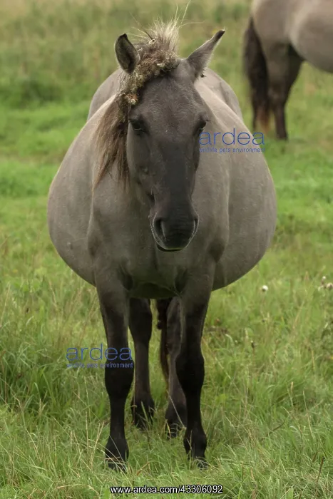 : 80186999 Konik Ponies - Polish primitive horse UK : 80186999 Konik Ponies - Polish primitive horse UK