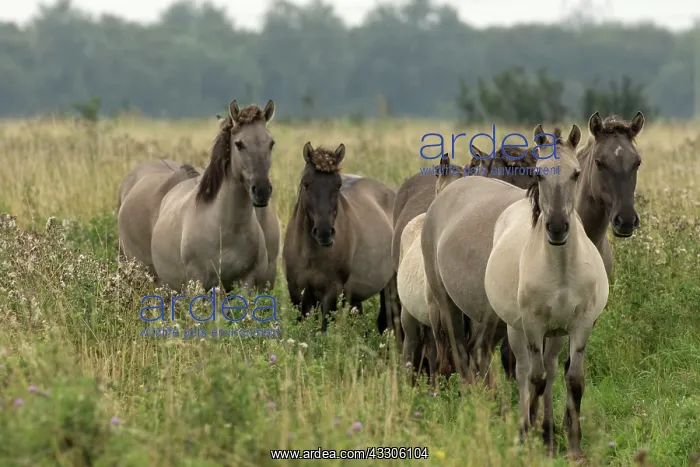 : 80187000 Konik Ponies - Polish primitive horse UK : 80187000 Konik Ponies - Polish primitive horse UK