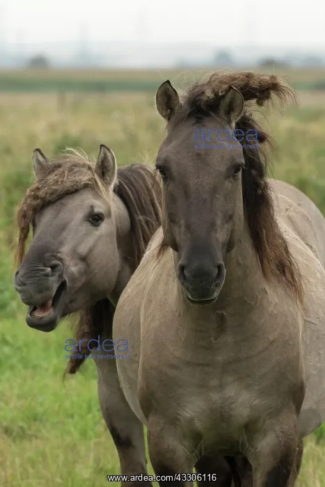 : 80187001 Konik Ponies - Polish primitive horse UK : 80187001 Konik Ponies - Polish primitive horse UK