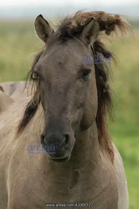 : 80187002 Konik Ponies - Polish primitive horse UK : 80187002 Konik Ponies - Polish primitive horse UK