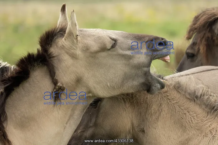 : 80187003 Konik Ponies - Polish primitive horse UK : 80187003 Konik Ponies - Polish primitive horse UK