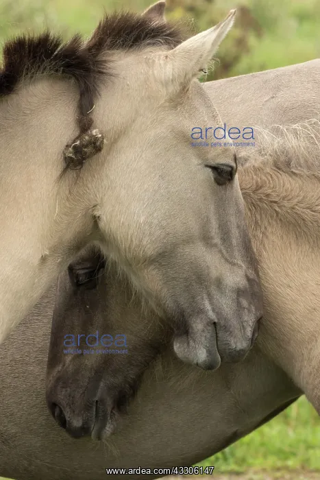  : 80187004 Konik Ponies - Polish primitive horse UK