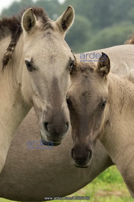 : 80187005 Konik Ponies - Polish primitive horse UK : 80187005 Konik Ponies - Polish primitive horse UK