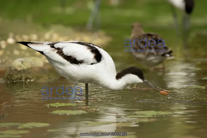 : 80187006 Avocet - captive UK Recurvirostra avosetta : 80187006 Avocet - captive UK Recurvirostra avosetta