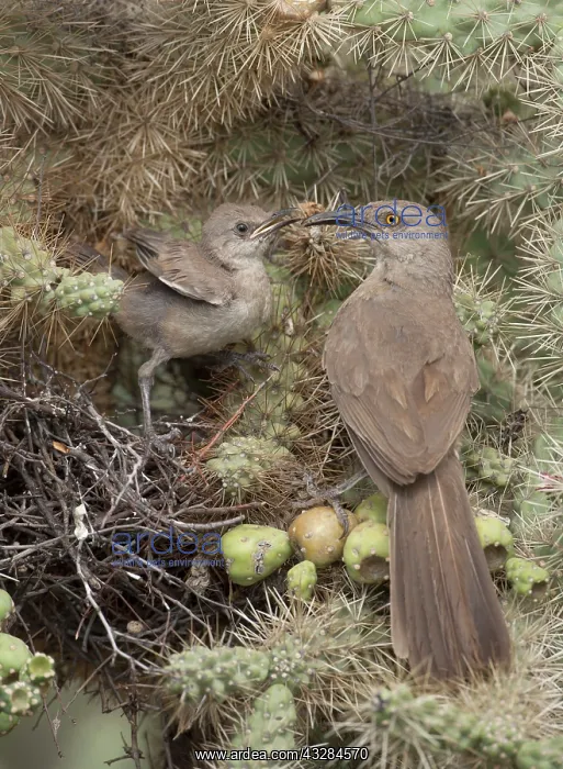 : 80187007 Curve-billed Thrashers - parent and young : 80187007 Curve-billed Thrashers - parent and young