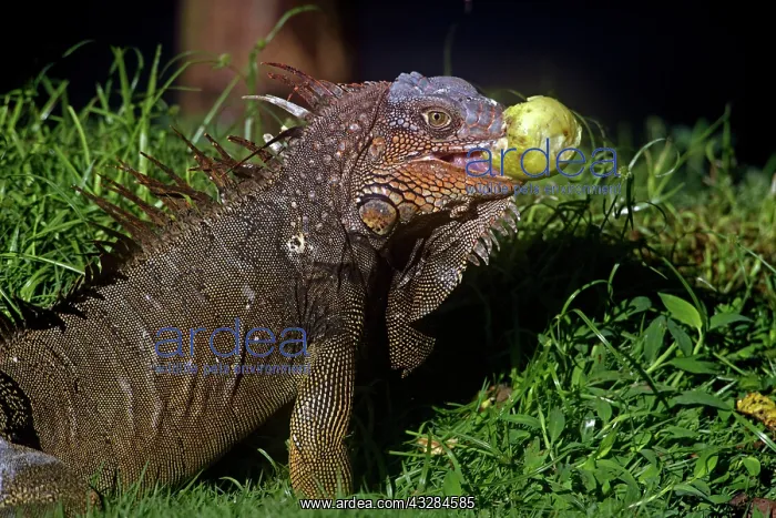 : 80187008 Green / Common Iguana - eating Costa Rica : 80187008 Green / Common Iguana - eating Costa Rica