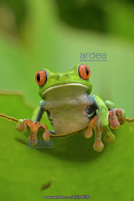 : 80187009 Red-eyed Treefrog Costa Rica John Cancalosi : 80187009 Red-eyed Treefrog Costa Rica John Cancalosi