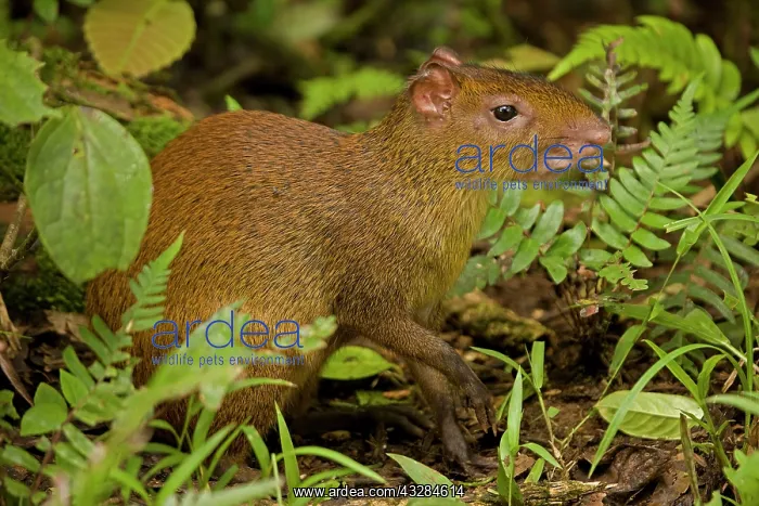 : 80187010 Central American Agouti Guanacaste National : 80187010 Central American Agouti Guanacaste National