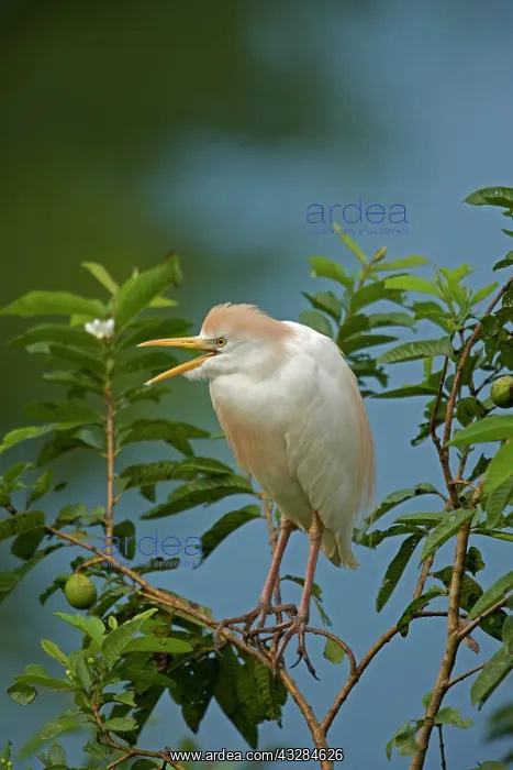 : 80187011 Cattle Egret Costa Rica Bubulcus ibis : 80187011 Cattle Egret Costa Rica Bubulcus ibis