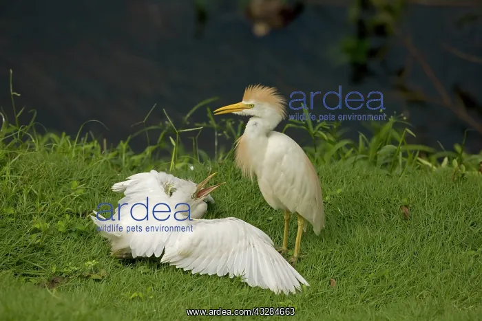 : 80187014 Cattle Egret Costa Rica Bubulcus ibis John : 80187014 Cattle Egret Costa Rica Bubulcus ibis John